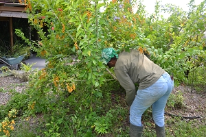 bouturage d'un duranta (vanillier de cayenne)